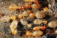 Dudes Termite Control Melbourne image 1
